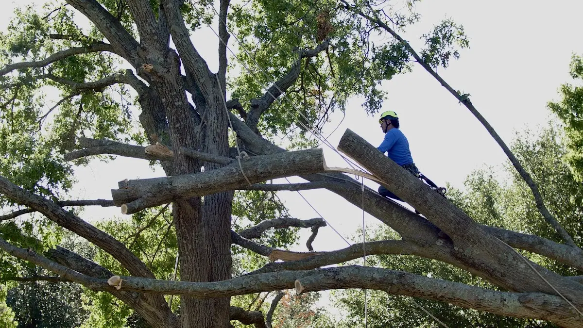 Professional Crown Thinning performed by certified arborists in Fort Davis