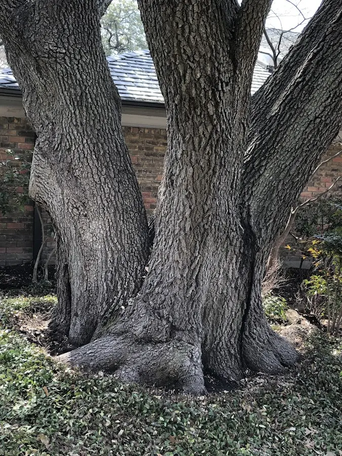 Mature heritage tree close to a Fort Davis property cared for by certified arborists